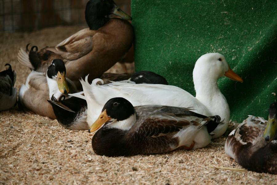 Enten im Stall